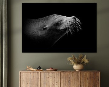 Relaxte zeeleeuw van Anja Wessels Fotografie