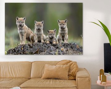 Wolfsjunge