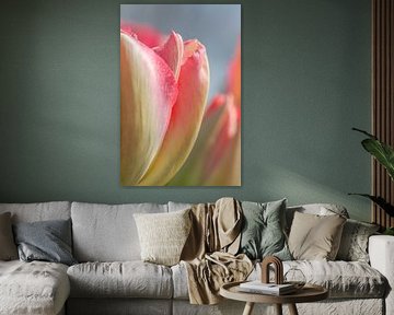 Detail roze tulp