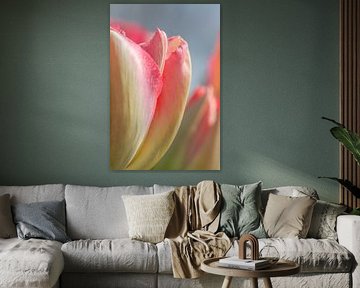 Detail roze tulp van Arjan van der Beek