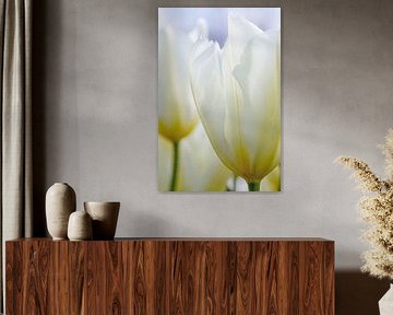 Witte tulp