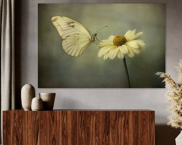 Photo of a white butterfly sitting on a white flower by Joriali photography and paintings