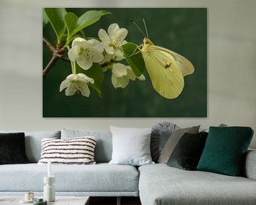 Foto van een lichtgele vlinder, rustend op witte bloesems van Joriali abstract en digitale kunst