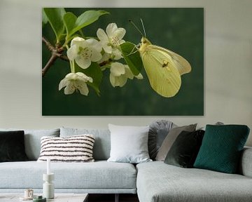 Foto van een lichtgele vlinder, rustend op witte bloesems van Joriali fotografie en schilderijen