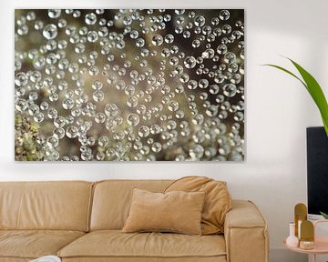 Condens in spinnenweb