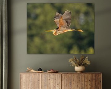 Purple heron in the early morning by Erik Veldkamp