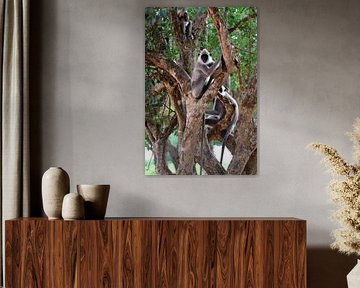 Singe dans les arbres sur Jeffrey de Ligt