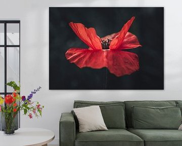 Red and beautiful by Robby's fotografie