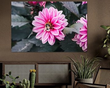 Bumblebee dahlia