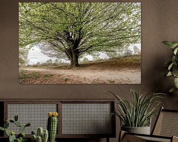 Schaduwrijke Rust Majestueuze Boom in Landschap Postbank van Femke Ketelaar