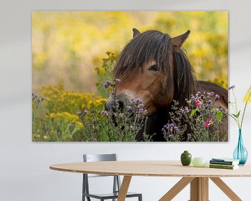 Summer wild horse in Fochterloerveen