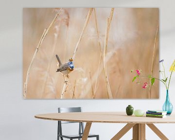Zingende Blauwborst in het Riet met zonsopkomt tegen een goud/ zand kleurige achtergrond van Dennis van Hof