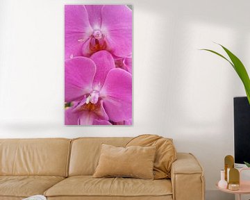 orchidee #5 by Mr.Passionflower
