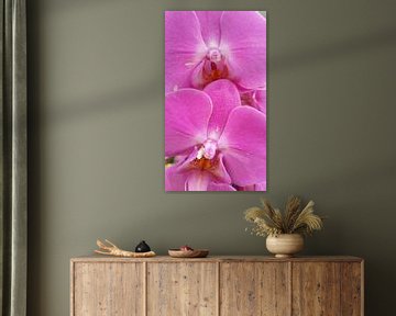 orchidee #5 van Lucas Joël Smeenge