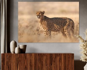 Jachtluipaard - cheetah (Acinonyx jubatus) gefotografeerd in de Kalahari Woestijn in Namibië van Bas Meelker