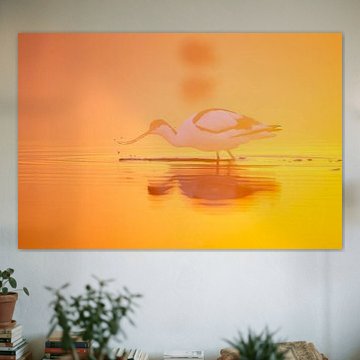 Birds | Avocet at sunrise with golden, orange and yellow backlight 1