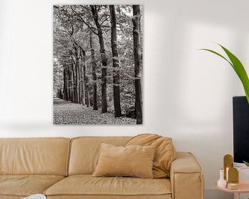 L'allée d'arbres devant moi en couleur
