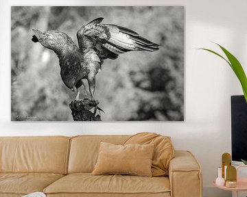 Bussard in Schwarz und Weiß