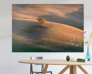 Eenzame boom in Val d'Orcia en de laatste lichten van de zonsondergang van Stefano Orazzini