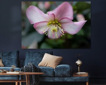 Penny's Pink, roze winterroos van Anja Wessels Fotografie
