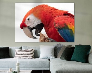 Groenvleugelara van Anja Wessels Fotografie