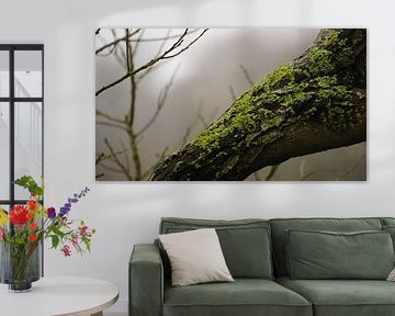Nature Pictures's