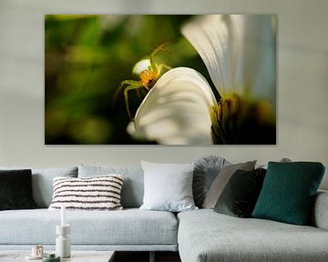 Nature Pictures's