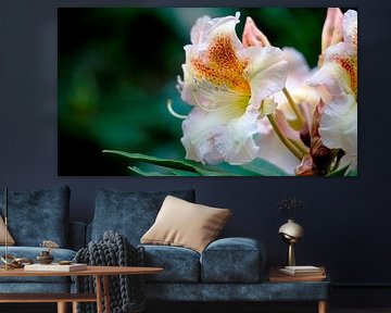 Nature Pictures's