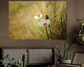 Naturfoto von Wietze Wiegersma
