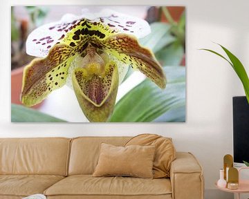 hart van orchidee van Remko van der Hoek- Zijdemans