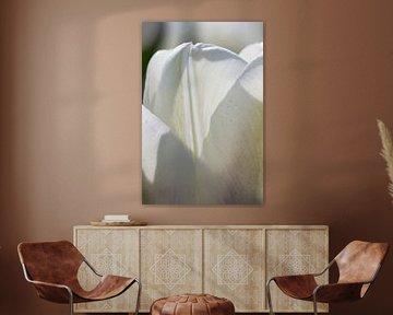Witte tulp