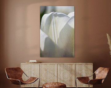 Witte tulp van Arjan van der Beek