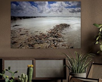 Shells on the beach by Antwan Janssen