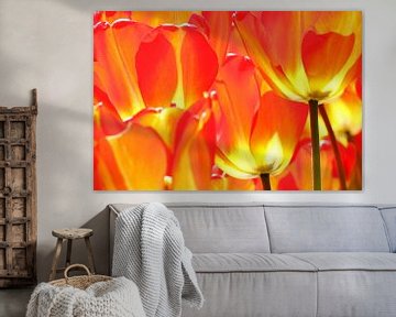 Tulipes flamboyantes sur Antwan Janssen