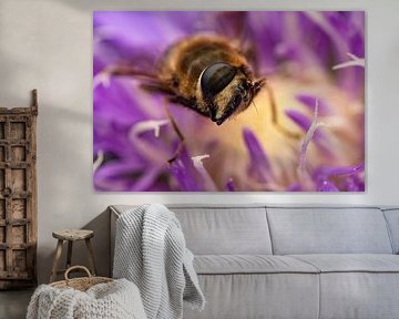 zweefvlieg in een bloem