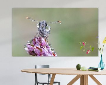 Vlinder in dauw van Bastian Boogaard