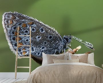 Icarusblauwtje van Bastian Boogaard