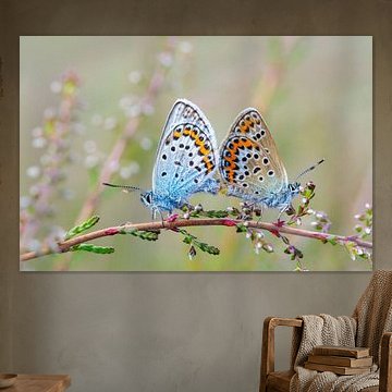 Mating moorland blues