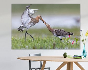 Twee Vechtende Grutto's in Actie