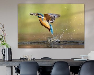 IJsvogel vangt vis!