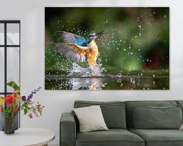 IJsvogel Uit Het Water: Spectaculaire Vangst van Thijs Schouten