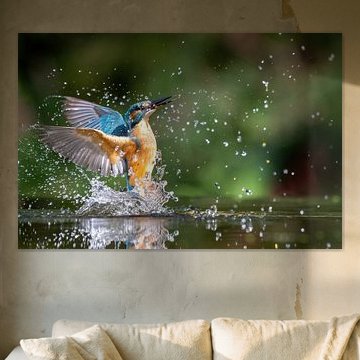 Kingfisher From The Water: Spectacular Catch by Thijs Schouten
