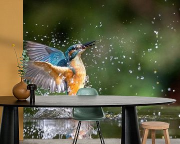 IJsvogel Uit Het Water: Spectaculaire Vangst van Thijs Schouten