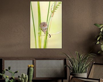 Harvest mouse in grain
