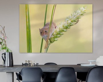 Harvest mouse in grain