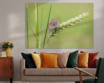 Harvest mouse in grain
