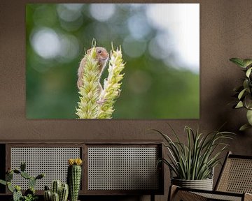 Harvest mouse in grain