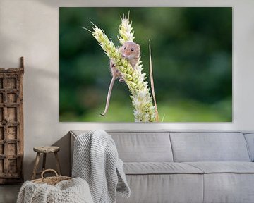 Harvest mouse in grain
