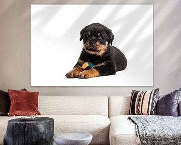 Rottweiler puppy met bal von Elles Rijsdijk