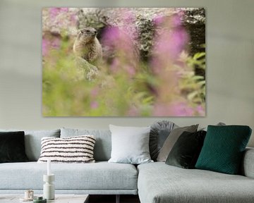 Marmot by Elles Rijsdijk